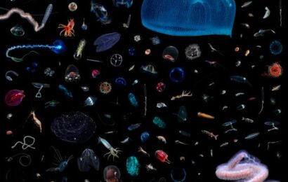 See the Amazing Variety of Life That Lives in One Foot of Space